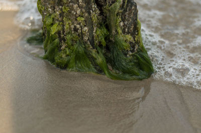 Close-up of moss growing on beach