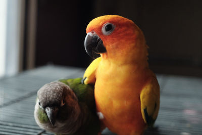 Close-up of parrot perching