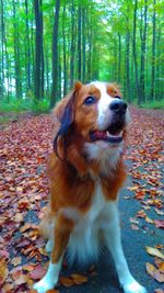 Dog on tree