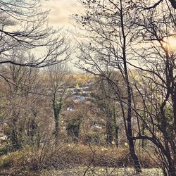 Low angle view of bare trees against sky