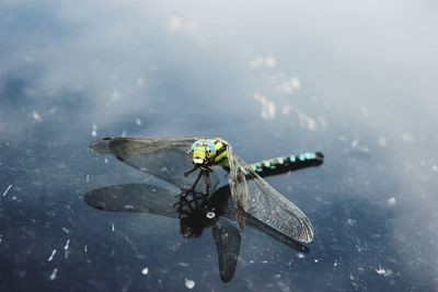 High angle view of insect on leaf