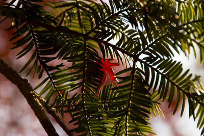 Low angle view of palm trees