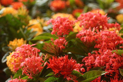 Close-up of red flowering plants