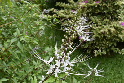 Close-up of flowers