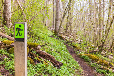 Woodland trail in a forest at spring