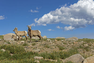 View of a horse on landscape