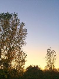 Low angle view of silhouette trees against clear sky during sunset