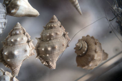 Close-up of turtle