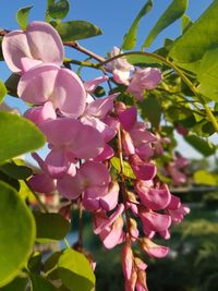 Close-up of pink flowering plant