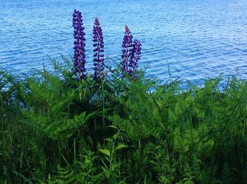 Plants growing in pond