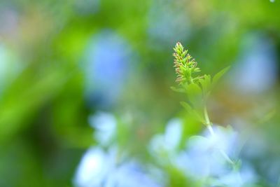 Close-up of green plant