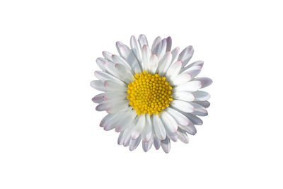 Close-up of white daisy flower