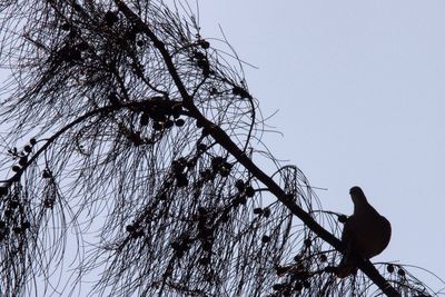 Low angle view of birds perching on branch