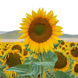 Close-up of sunflower on field against sky