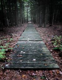 Boardwalk in forest