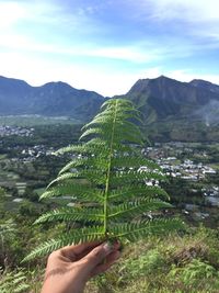 Midsection of person holding plant against mountain range