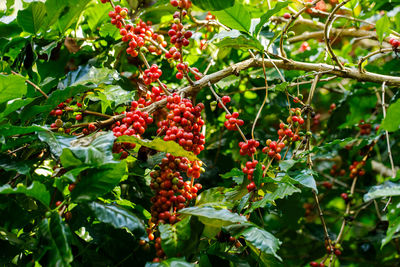 Red berries growing on tree