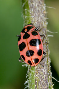 Close-up of ladybug on plant