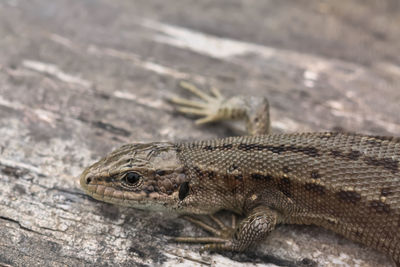 Close-up of lizard
