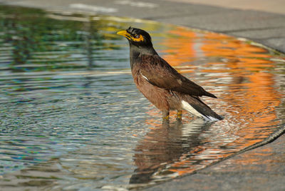 The acridotheres stand in the pool edge in the morning light.