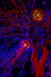 High angle view of trees in forest