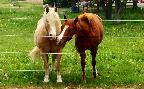 Horse grazing on field