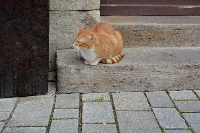 Cat sitting on retaining wall