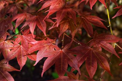 Close-up of maple leaves