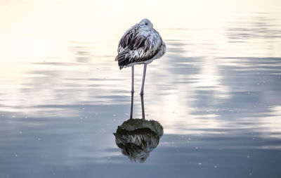 Bird preening in lake