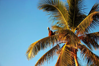 Low angle view of palm tree against sky