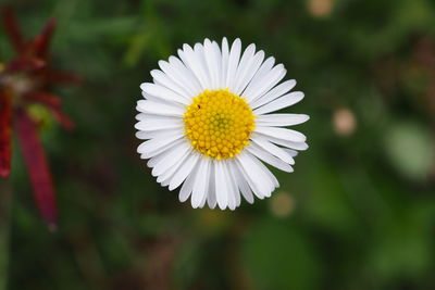 Close-up of white daisy