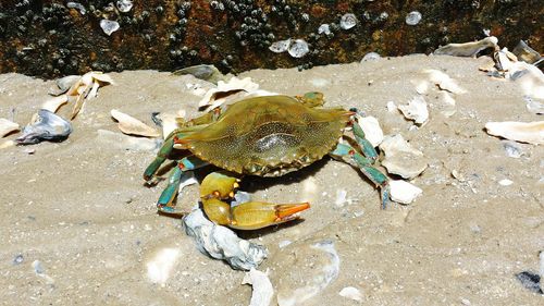 High angle view of blue crab at beach