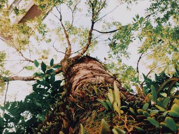 Low angle view of plants