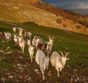 Sheep in a field