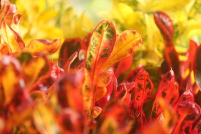 Close-up of red flowering plant