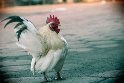 Close-up of a bird