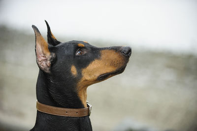 Close-up of doberman pinscher