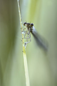 Close-up of damselfly on plant