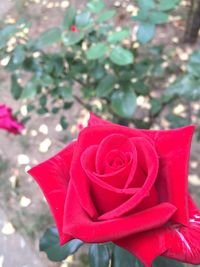 Close-up of red flower against blurred background