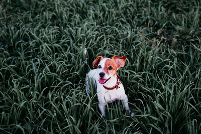 High angle view of dog standing amidst grass