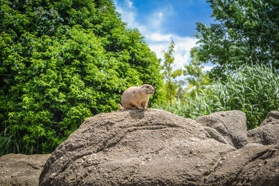 Cat sitting on rock by trees against sky