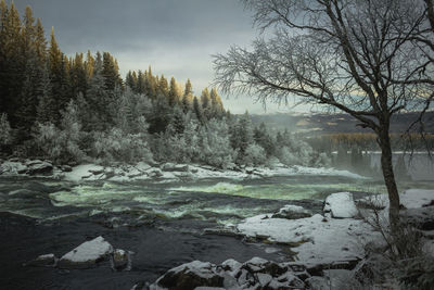 Scenic view of river flowing through forest