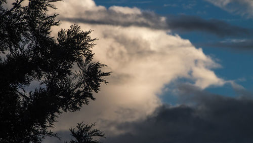 Low angle view of tree against sky