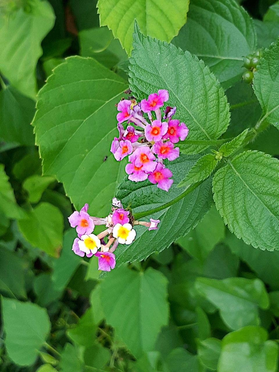 flowering plant, flower, leaf, plant part, plant, fragility, vulnerability, lantana, beauty in nature, freshness, petal, growth, inflorescence, close-up, flower head, nature, green color, pink color, day, focus on foreground, no people, outdoors