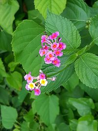 flowering plant