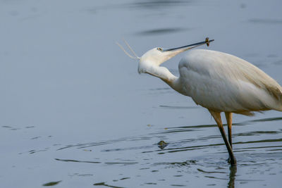 White bird on a lake