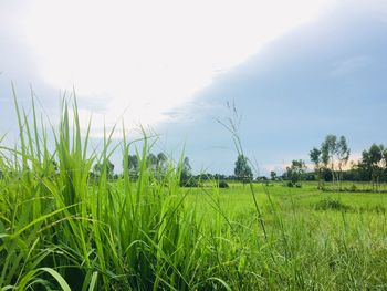 Scenic view of agricultural field against sky