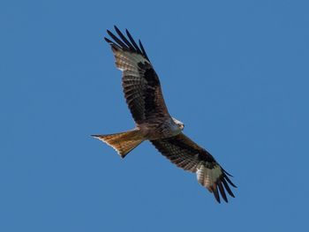 Low angle view of eagle flying against clear blue sky