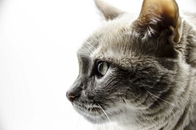 Close-up portrait of cat against white background