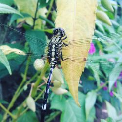 Close-up of insect perching on leaf